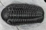 Boeckops Trilobite - Top Quality Specimen #165466-2